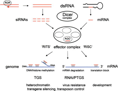 Short RNAs derived from Dicer cleavage of dsRNA are incorporated into multiprotein effector complexes, such as RISC and RITS (RNA-induced initiation of TGS) (Verdel et al. 2004) to target mRNA degradation (RNAi/PTGS), translation inhibition, or TGS and genome modifications. ARGONAUTE (AGO) proteins (the name comes from a plant mutant [Bohmert et al. 1998]) bind short RNAs and ‘shepherd’ them to appropriate effector complexes (Carmell et al. 2002). siRNAs originate from perfect RNA duplexes, which can be produced by RDR activity on ssRNA templates; miRNAs originate from imperfect RNA hairpins that are encoded in intergenic regions of plant and animal genomes. Functions are shown at the bottom. In addition to roles in transgene silencing, both TGS and RNAi/PTGS control genome parasites called transposons (Flavell 1994; Plasterk 2002). Genome modifications (DNA and histone methylation) can potentially be targeted by short RNAs that basepair to DNA or to nascent RNA synthesized from the target gene (Grewal and Moazed 2003). Target nucleic acids are shown in blue, short RNAs in red, proteins and enzyme complexes as ovals.