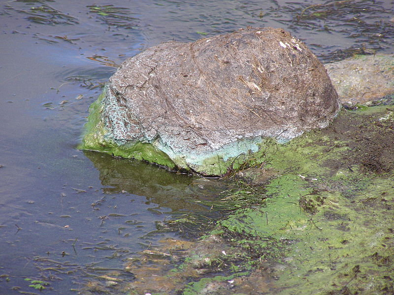 File:Cyanobacterial Scum.jpg
