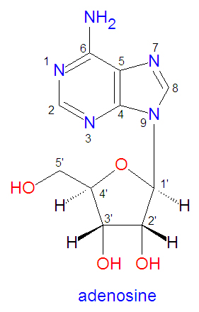Adenosine.jpg
