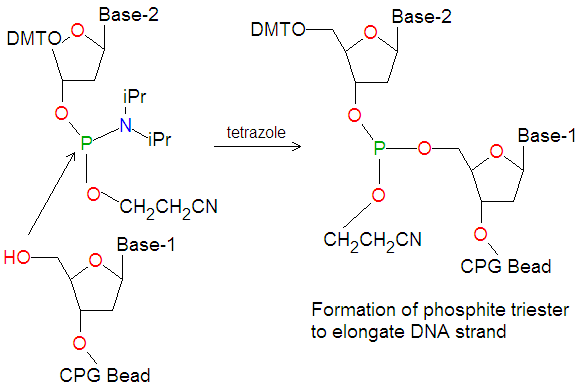 File:Phosphoramidite elongation reaction.png