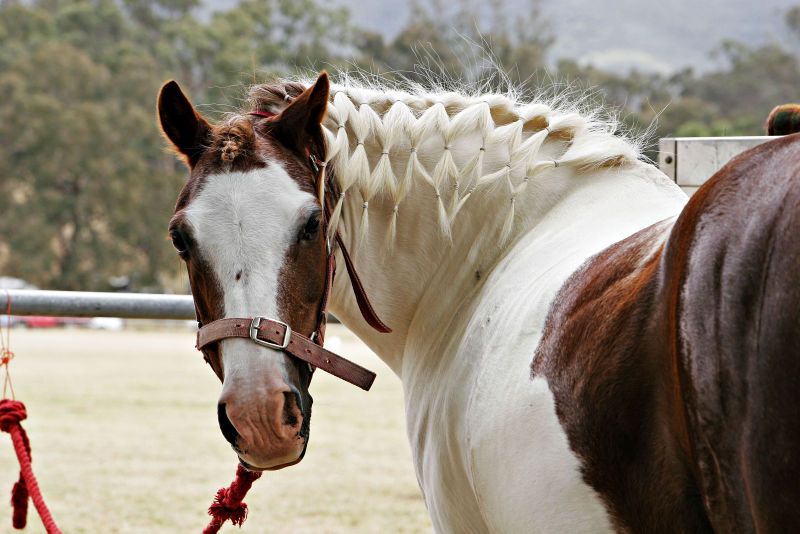 Chestnut tobiano with blaze.