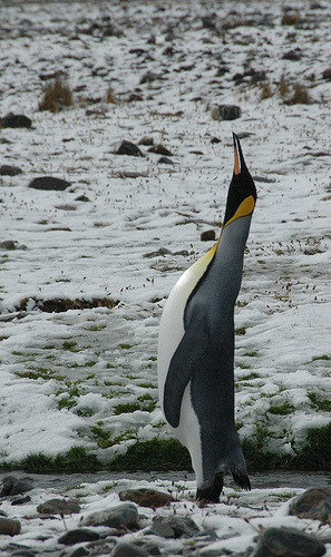 File:King-penguin.jpg