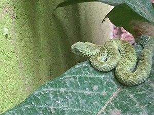 Green bush viper Atheris squamigera.jpg