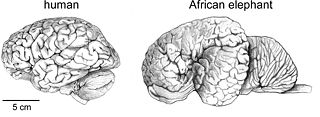 Side by side diagrams of a human and an elephant brain.