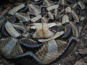 GaboonViper.jpg