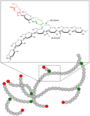 Glycogen.png