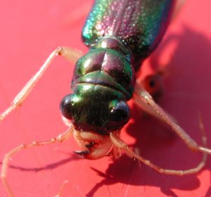 Longhorn beetle 4130.JPG
