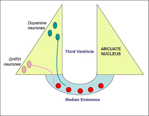 Arcuate nucleus.jpg
