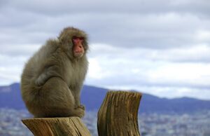 Japanese macaque.jpg