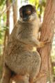 Common brown lemur Eulemur fulvus