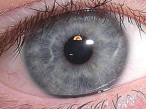 Mybluishgrayeye.JPG