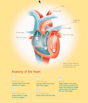 Anatomy heart.jpg