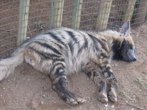 Striped hyaena (Hyaena hyaena) laying down.jpg
