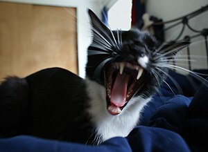 Cat yawning.jpg