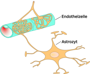 Astrocyte endothel interaction.png