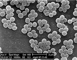 Staphylococcus aureus 01.jpg