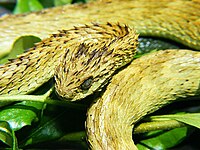 Atheris hispida.jpg