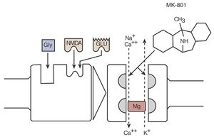 NMDA receptor.jpg