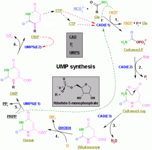 Nucleotides syn2.png