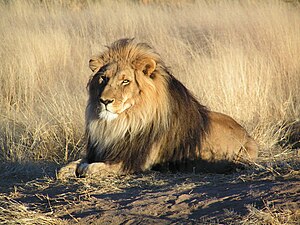 Lion waiting in Namibia.jpg