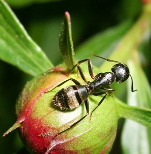 Ant on peony.jpg