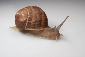 Garden-snail.jpg