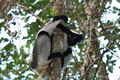 Indri Indri indri