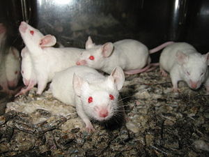 Lightmatter lab mice.jpg