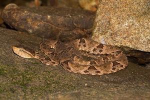 Bothrops asper.jpg