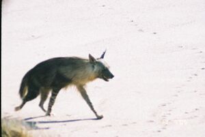 Brown hyaena (Parahyaena brunnea) heading toward seal colony, namibia.jpg