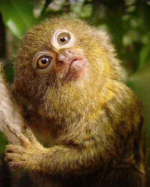 Pygmy-marmoset.jpg