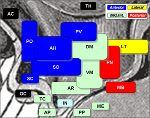 HypothalamicNuclei.PNG