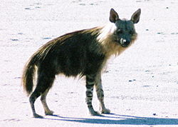 Brown hyena (Parahyaena brunnea), Namibia.Template:Photo