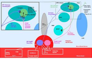 MC4R PATHWAYS.JPG