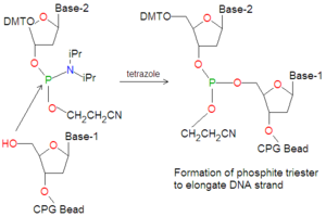 Phosphoramidite elongation reaction.png