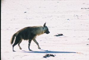 Brown hyaena on the beach of Namibia.jpg