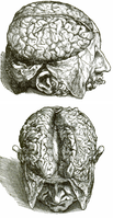 Vesalius’ illustration of the human cortex. Top panel: Figure 2 of Book 7; Bottom panel: Figure 3 of Book 7.