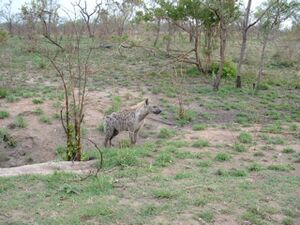 Spotted hyaenas in the Kruger Park.jpg