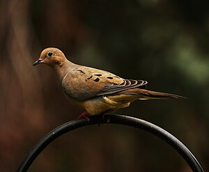 Mourning dove.jpg