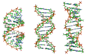 A-DNA, B-DNA and Z-DNA.png