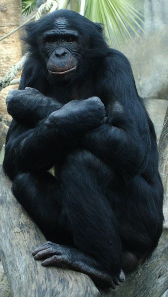 File:Bonobo.jpg