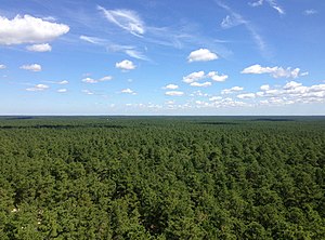 2014-08-29 11 51 25 View north-northeast from the fire tower on Apple Pie Hill in Wharton State Forest, Tabernacle Township, New Jersey.JPG