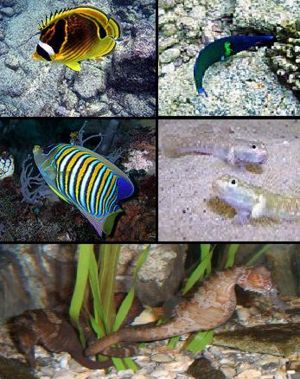 Tropicalmarinefishes.jpg