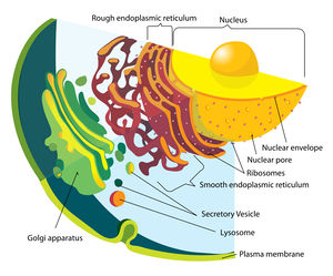 Endomembrane system diagram.jpg