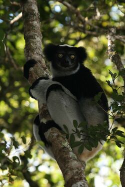 A Indri, (Indri indri).Template:Photo