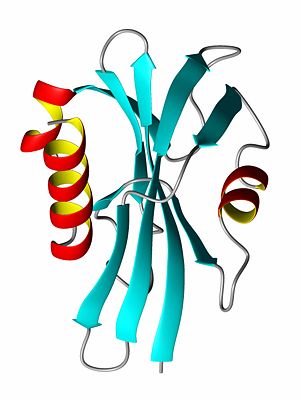 ProteinRibbonByDEVolk.jpg