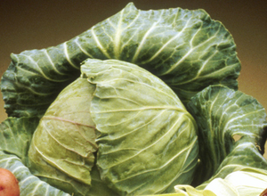 Cabbage.png