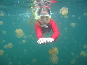 Stingless jellyfish.jpg