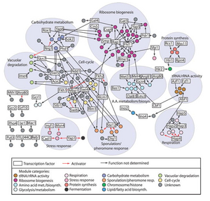 Yeast transcription reg modules.png