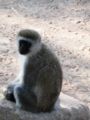 A vervet monkey (Cercopithecus aethiops). South Africa.